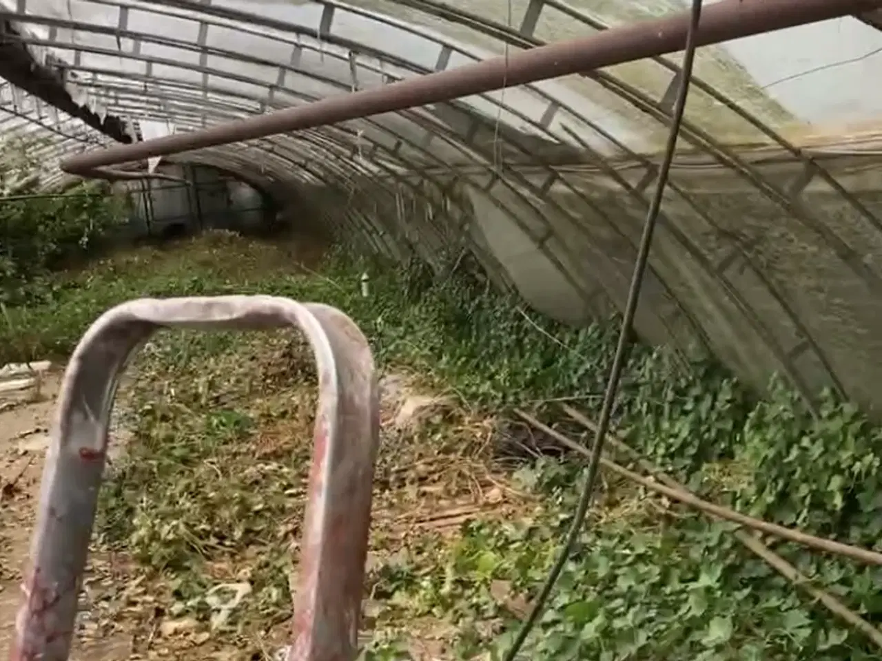 Billede 2 - Tunnel drivhus 210 m2 sælges med spær og dør