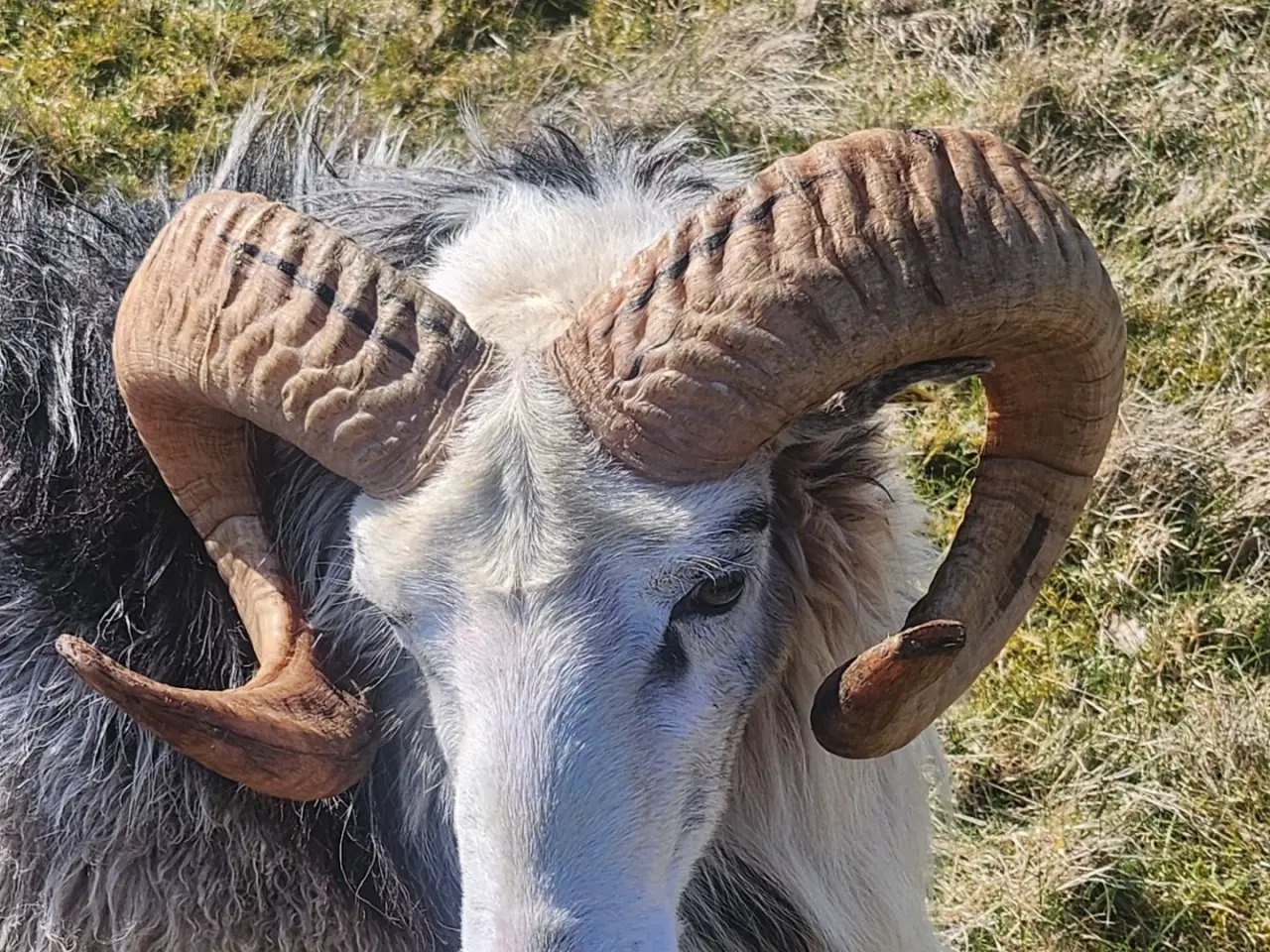 Billede 6 - Gute  Ung Vædder