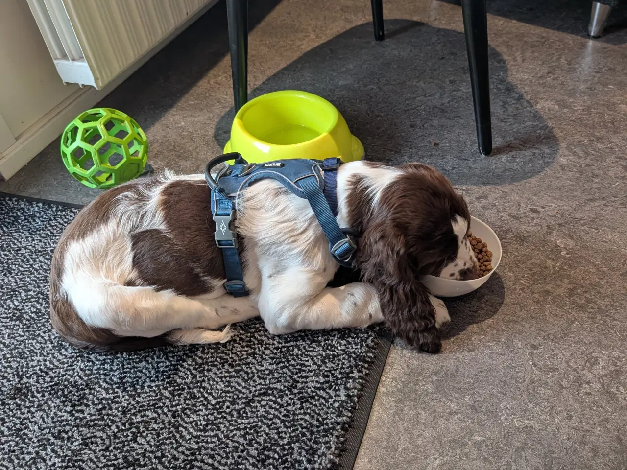 Billede 3 - Hvalp engelsk springer spaniel  på 13 uger han 
