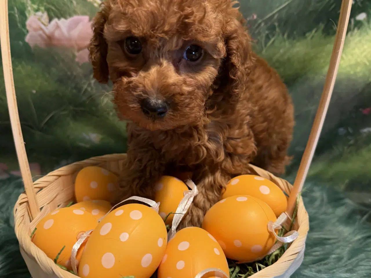Billede 10 - 🐾maltipoo miniature 🐾