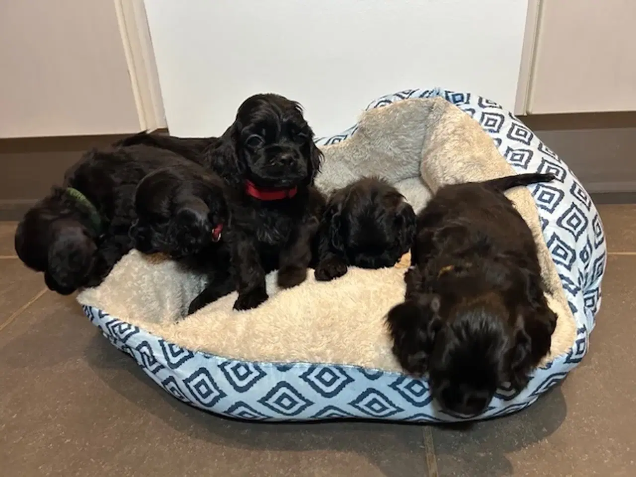 Billede 12 - Amerikansk Cocker hvalpe