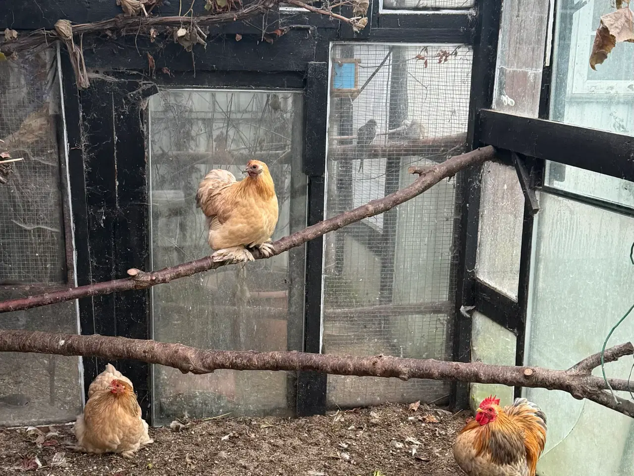 Billede 4 - Dværg kochin