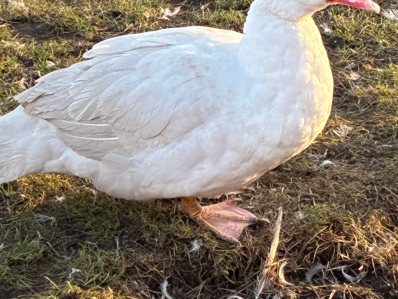 Billede 2 - Moskusandriker sælges eller bytres