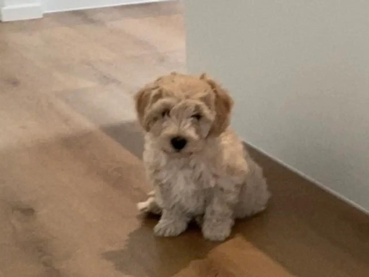 Billede 4 - Maltipoo hvalp 