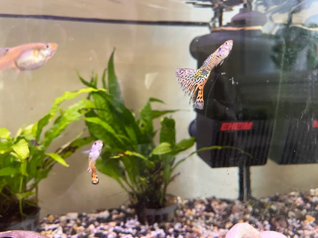 Billede 6 - Akvariefisk blandet guppy Molly sugemalle