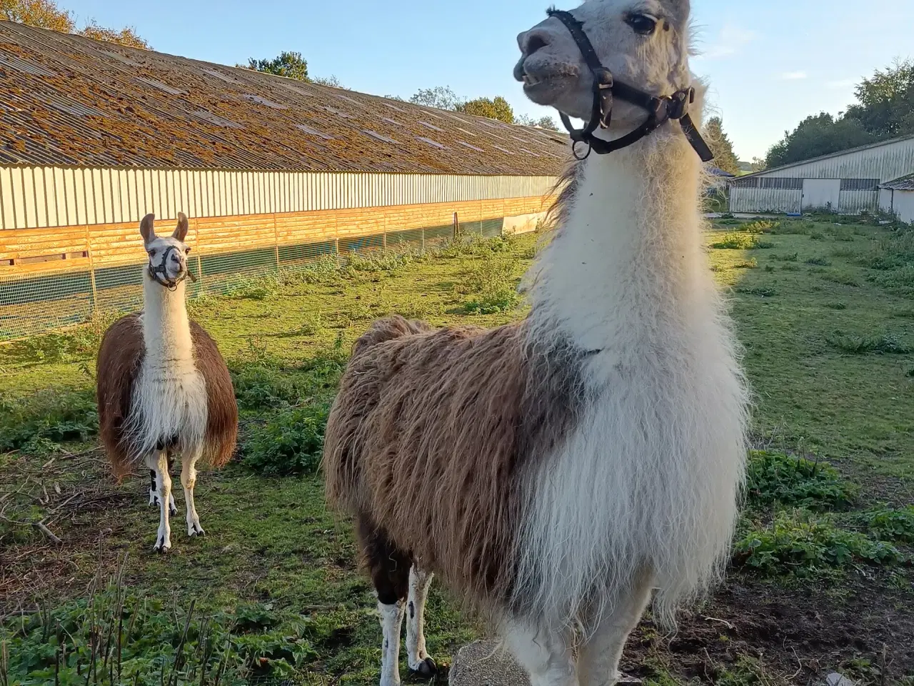 Billede 1 - Lama hingst