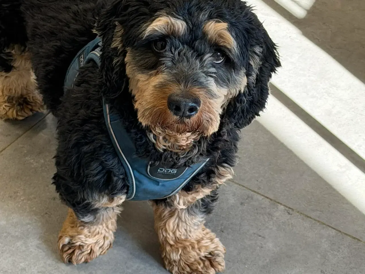 Billede 7 - 🐾 Søde Balder søger sit helt rette hjem 🐾