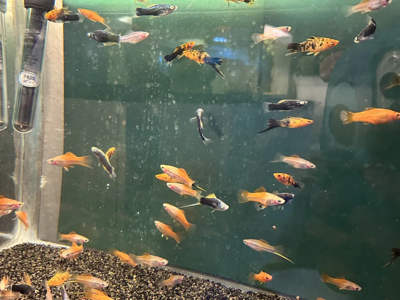 Billede 1 - Sværedrave mix 