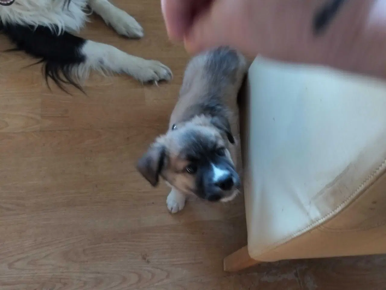 Billede 3 - Sød hundehvalp Freja 