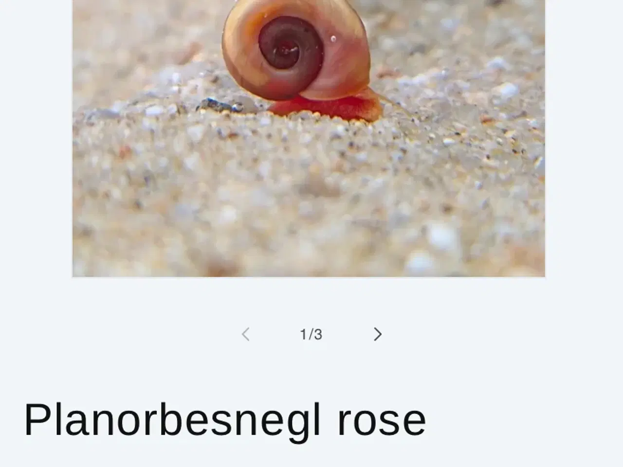 Billede 2 - Planorbesnegl