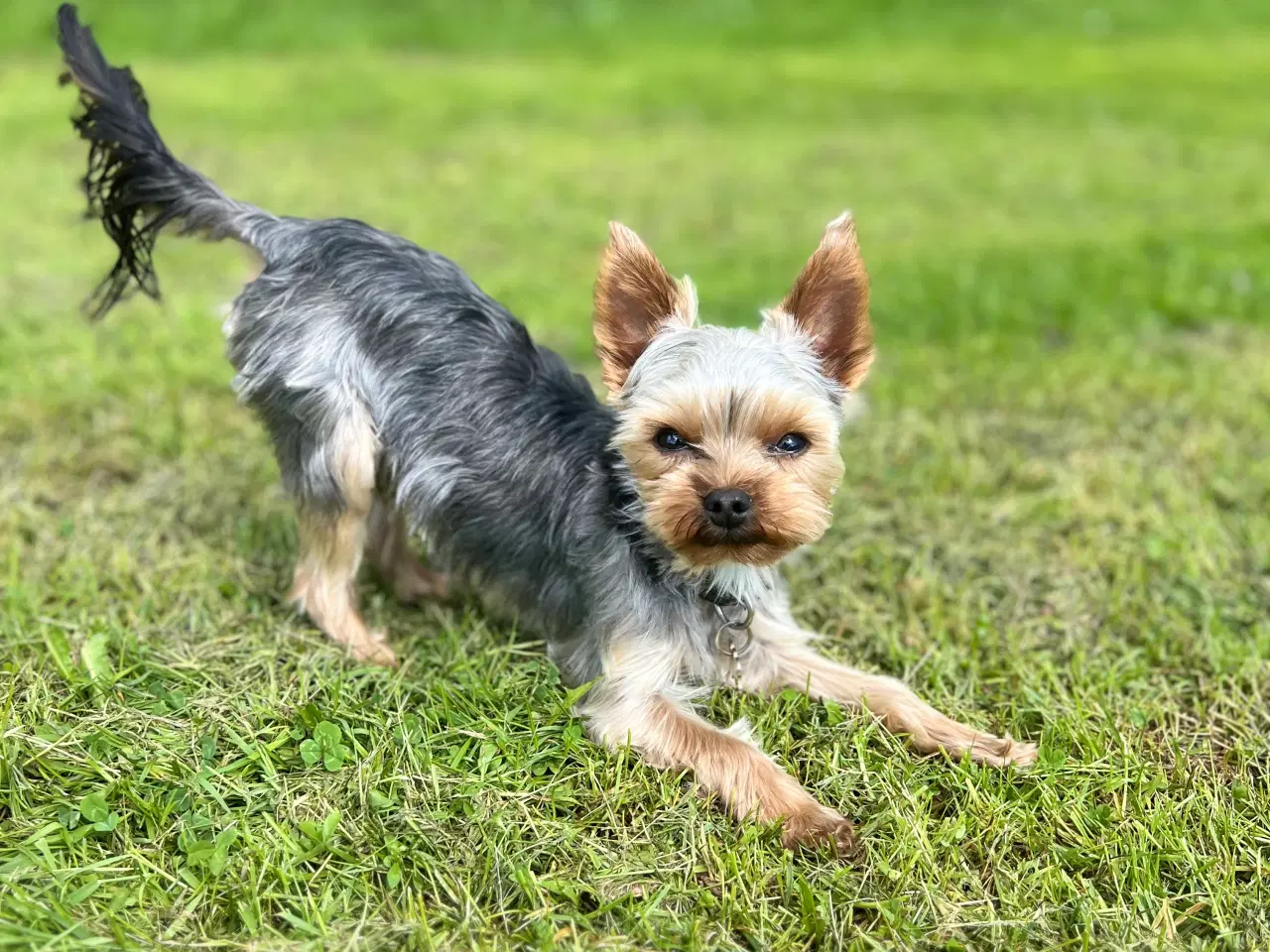 Billede 2 - Lille yorkshire terrier han udbydes til avl