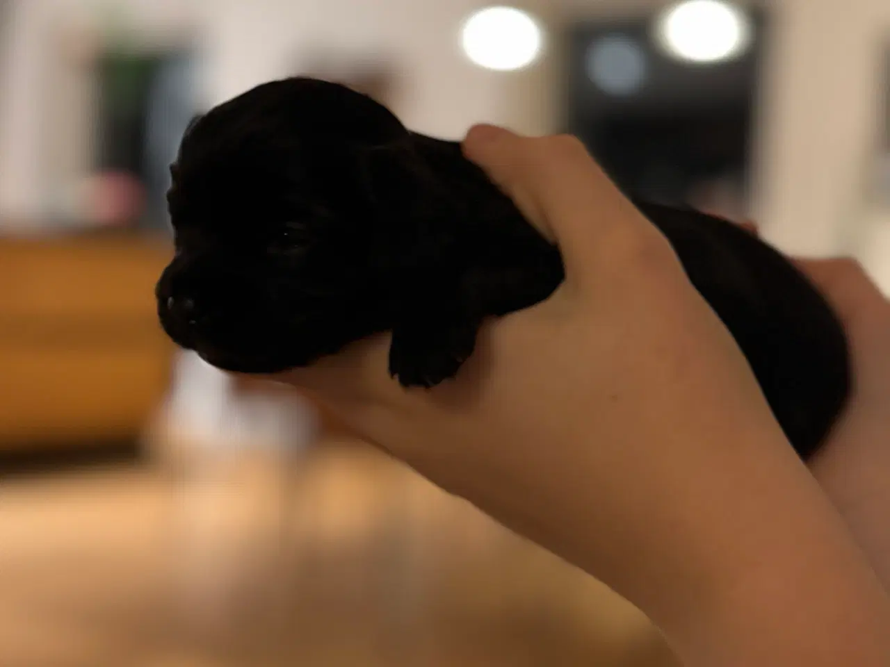 Billede 15 - Shihpoo hvalpe