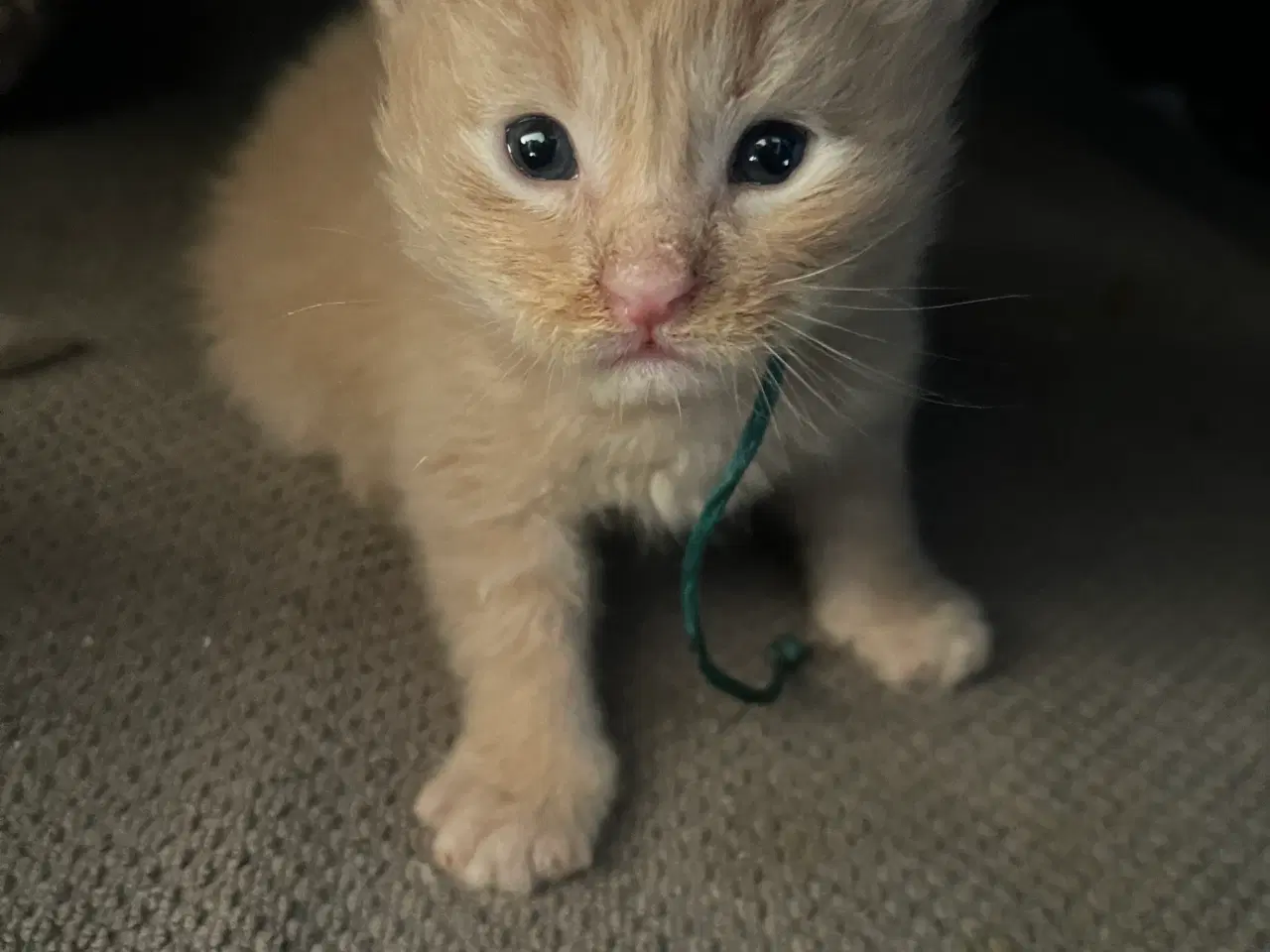 Billede 10 - Lækker basse Maine coon 