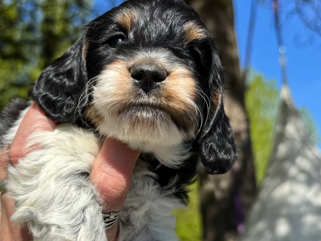 Billede 3 - Cockerdoodle eller Cockapoo. 3 tæver tilbage. 