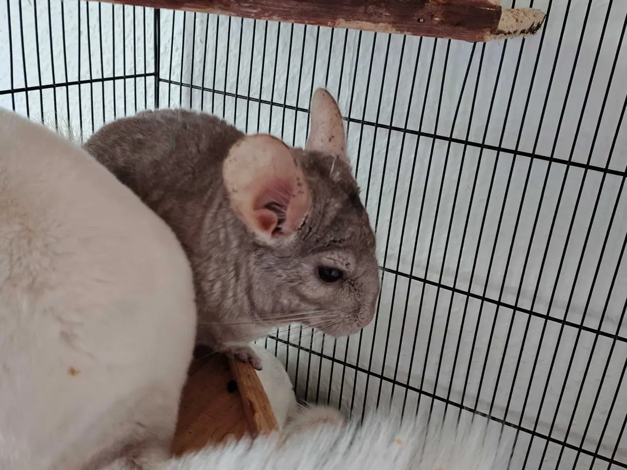 Billede 2 - Chinchilla Han🪻