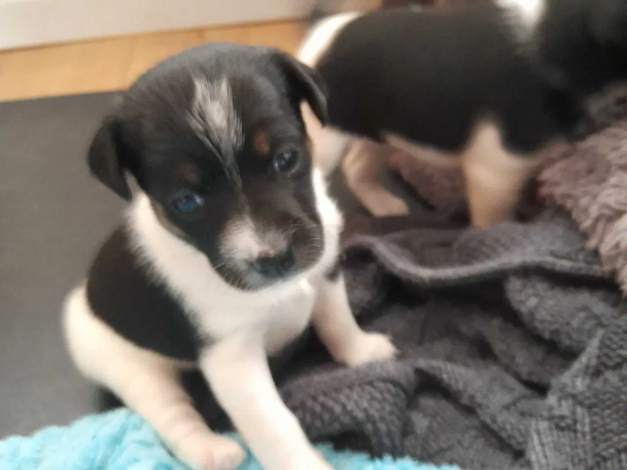 Billede 3 - Dansk svensk gårdhund 