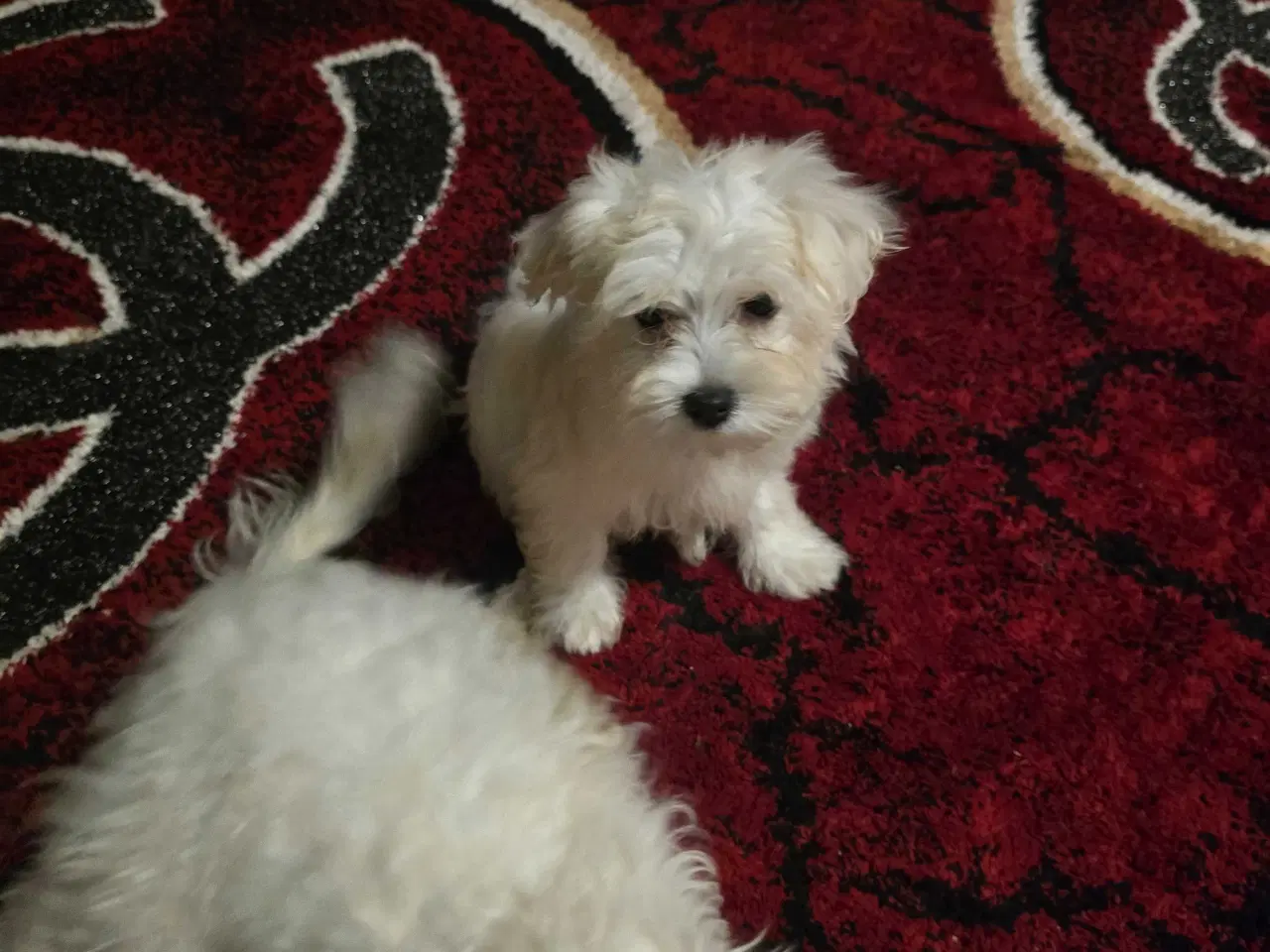 Billede 9 - Bichon malteser søger nyt hjem 