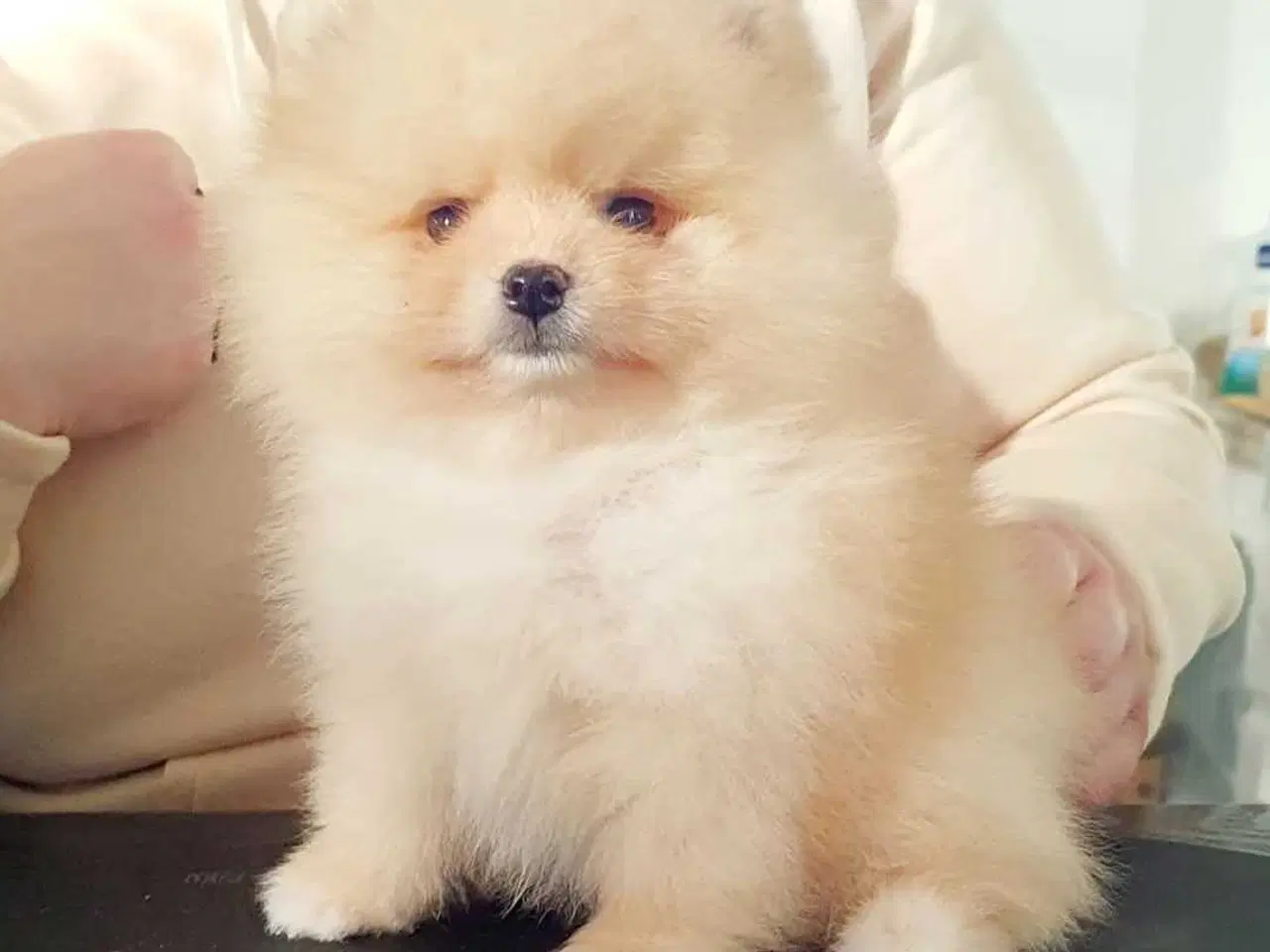 Billede 1 - Pomeranian dreng