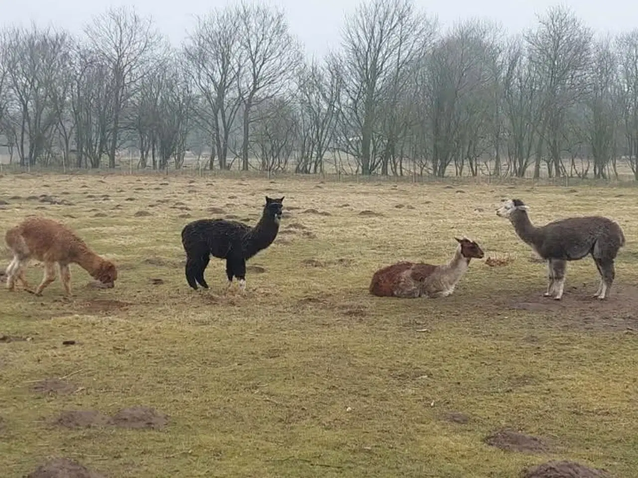 Billede 1 - Alpakaer søde og rare  