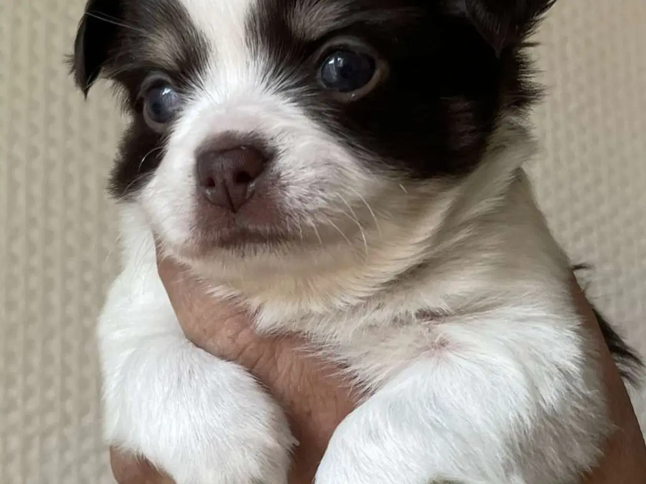 Billede 2 - Chihuahua 