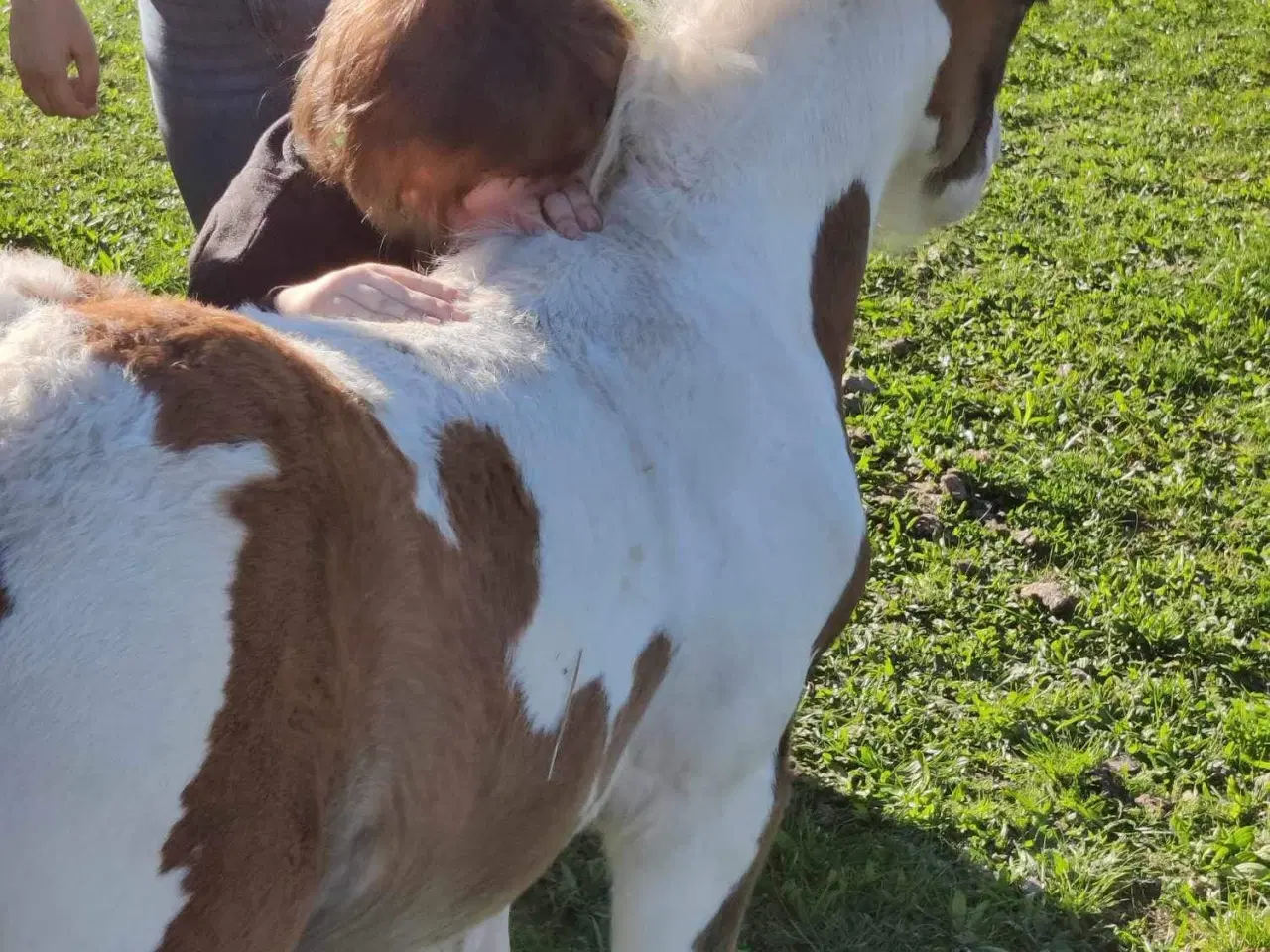 Billede 3 - Mini irish cob 