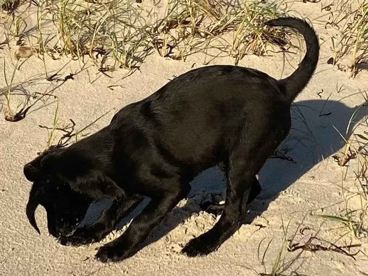 Billede 1 - Skøn labradortæve med stamtavle