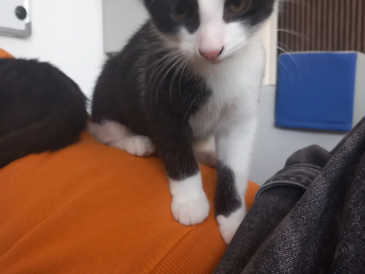 Billede 8 - 11 uger killinger 