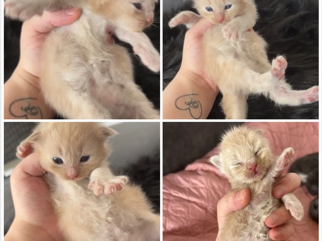 Billede 1 - Lækre Maine coon bamser 