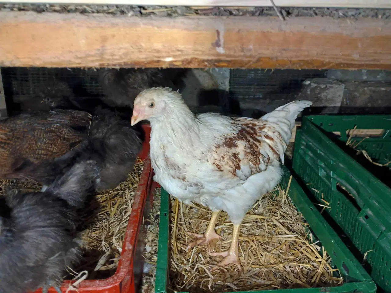 Billede 1 - Blænding race  Varmefri kyllinger  for Multi farve