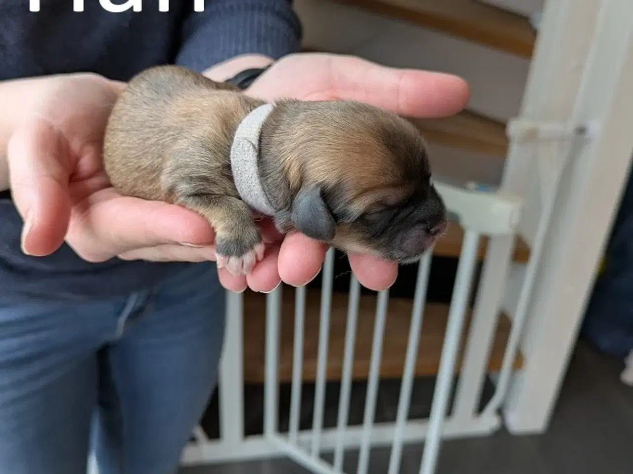 Billede 5 - Familievenlige Bomuldshund/Havanaise × Maltipoo hv