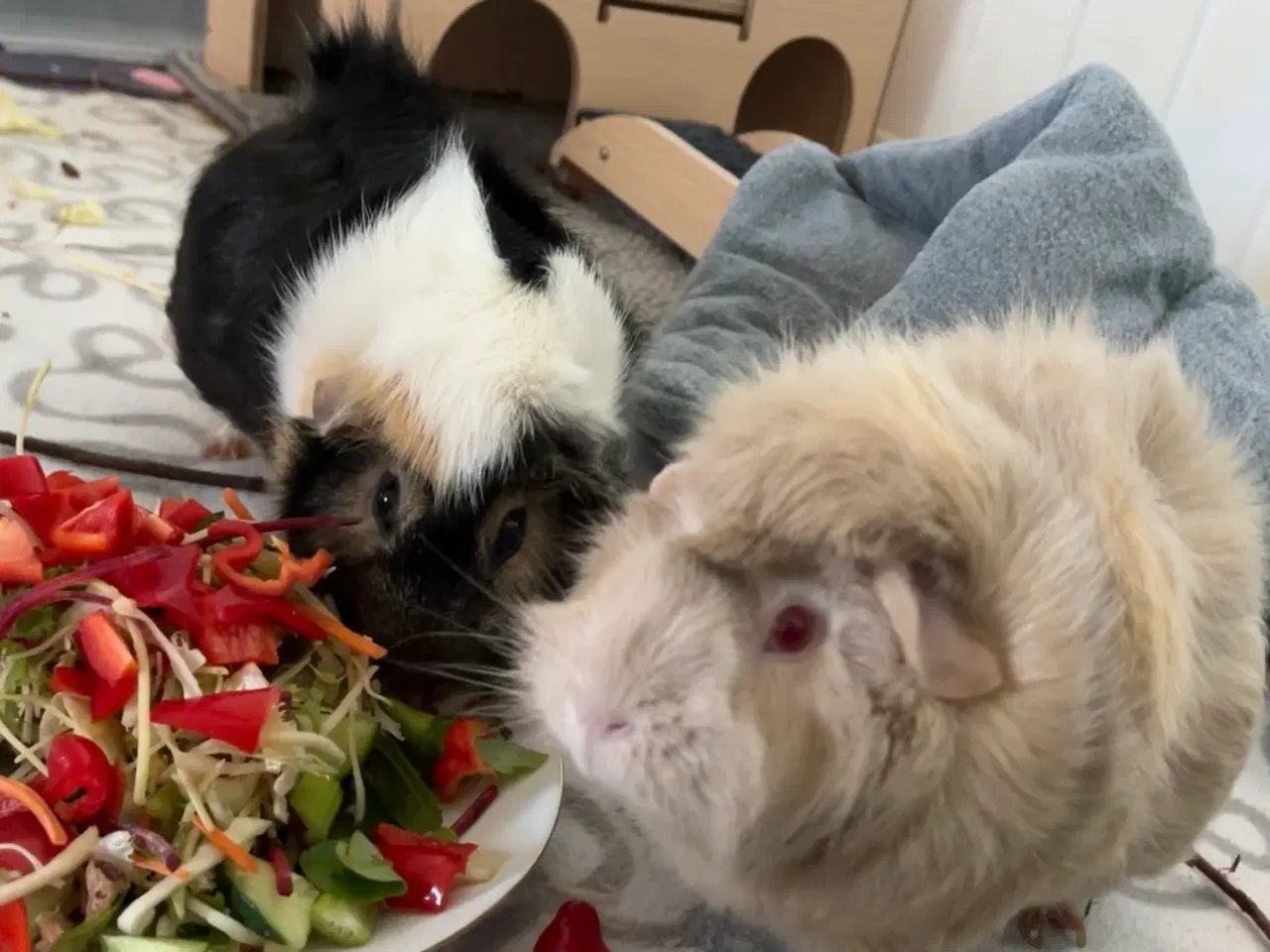 Billede 1 - Marsvin søger kærligt hjem