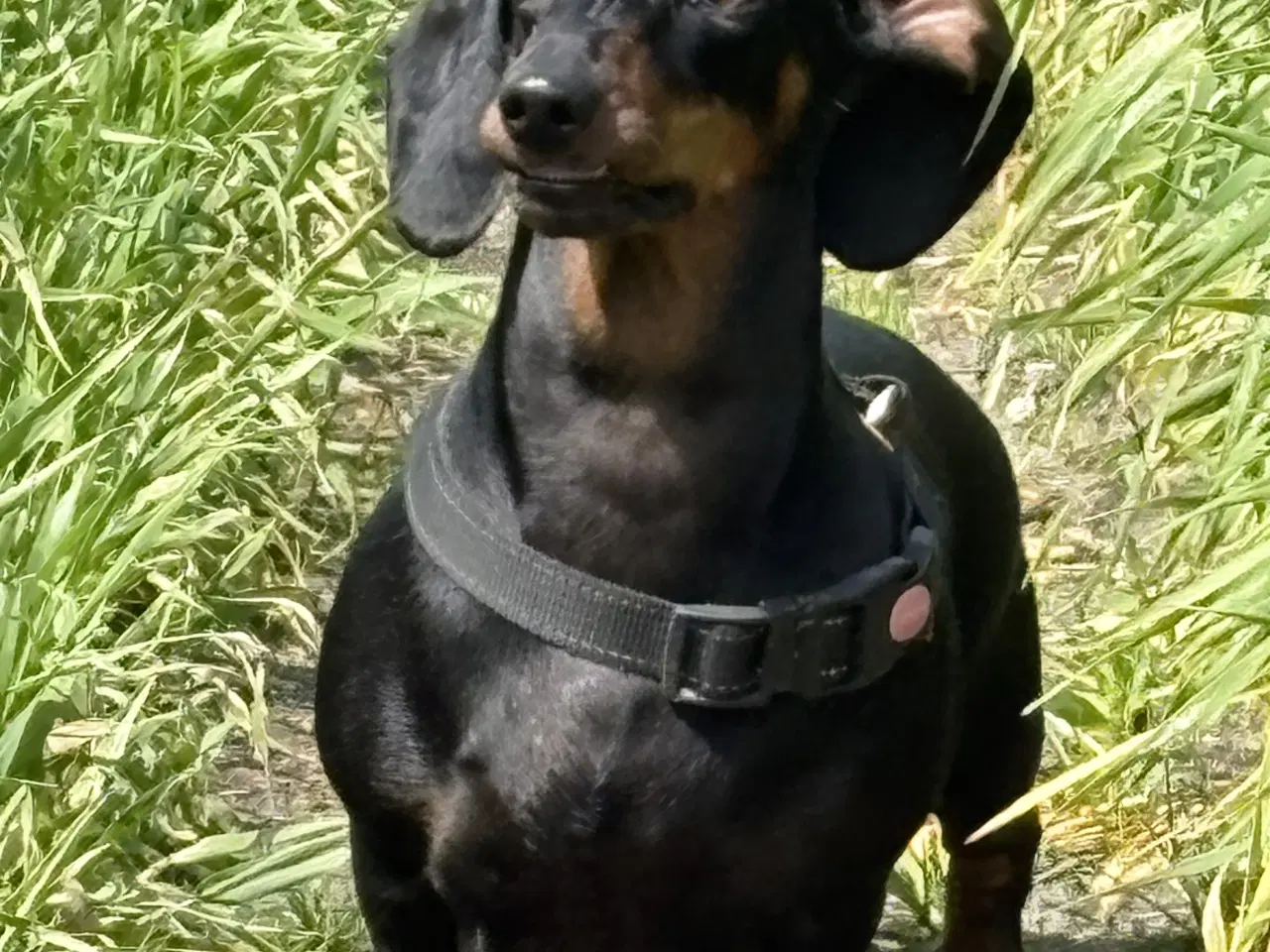 Billede 7 - Standard Black/Tan Tæve 