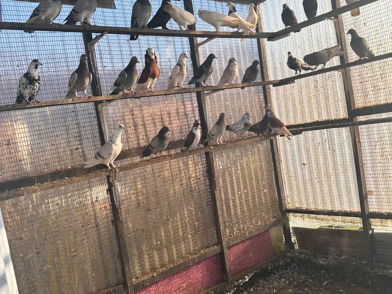 Billede 3 - 30 duer til salg – 150 kr pr. stk