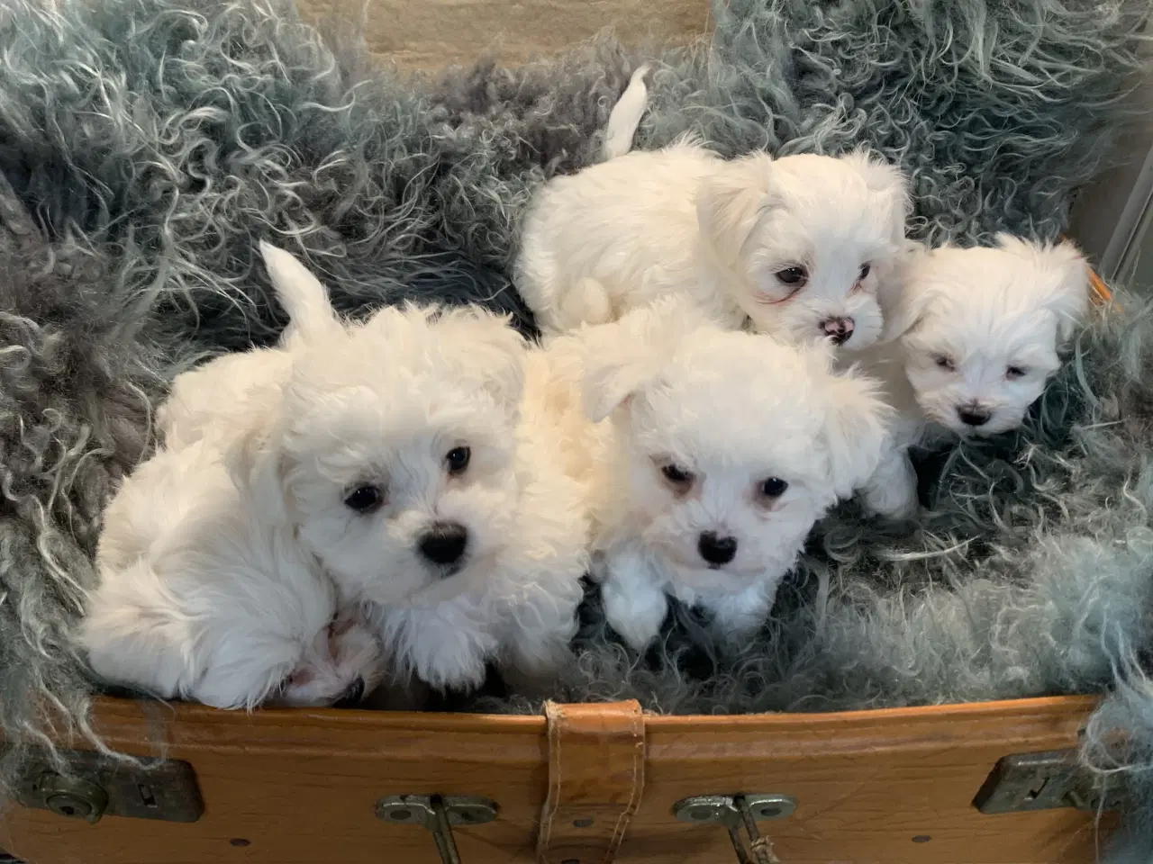 Billede 4 - De smukkeste Maltichon babyer 