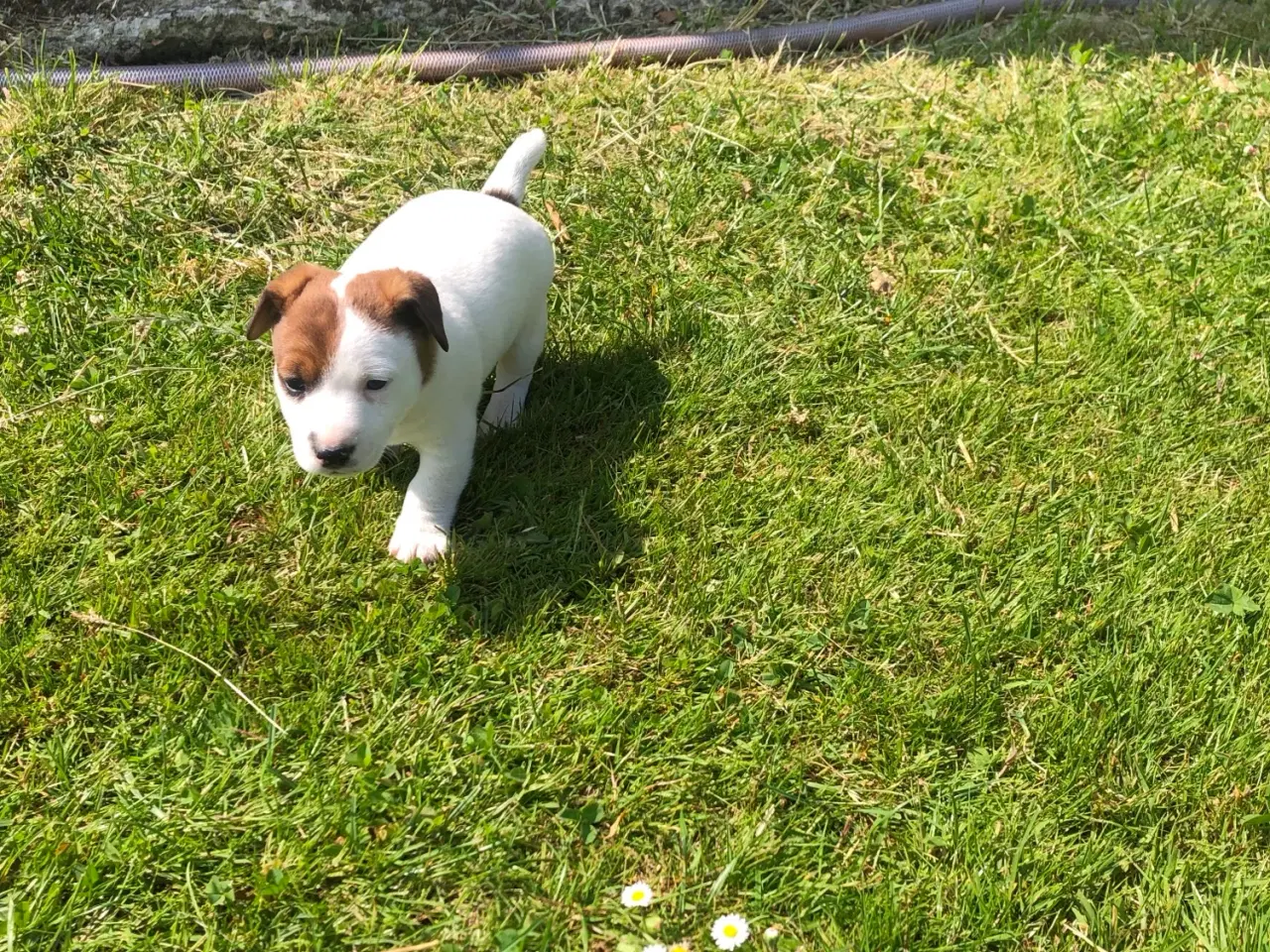 Billede 1 - Jack Russel Terrier