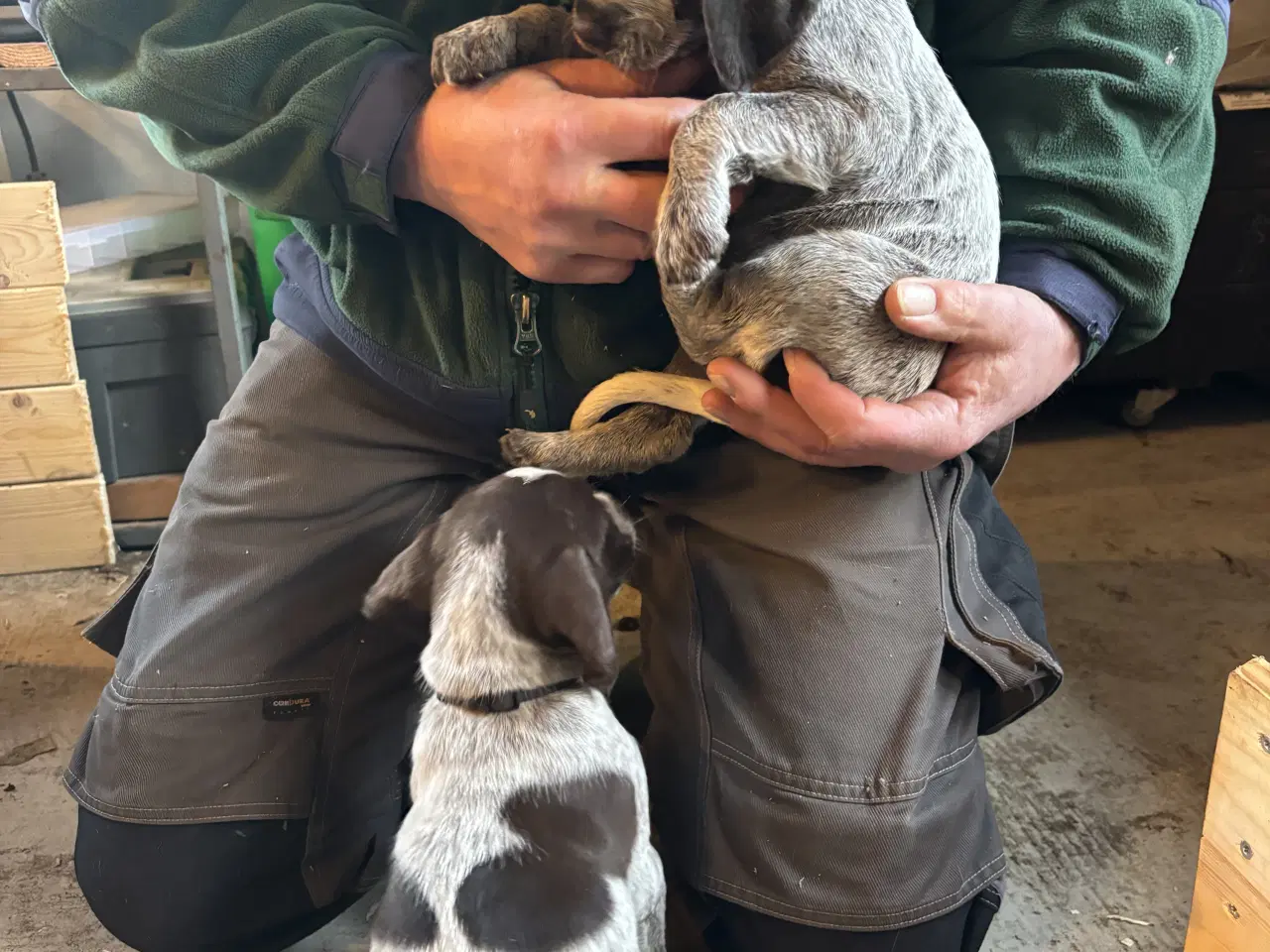 Billede 4 - Ruhåret hønsehund / kleiner münsterlænder 