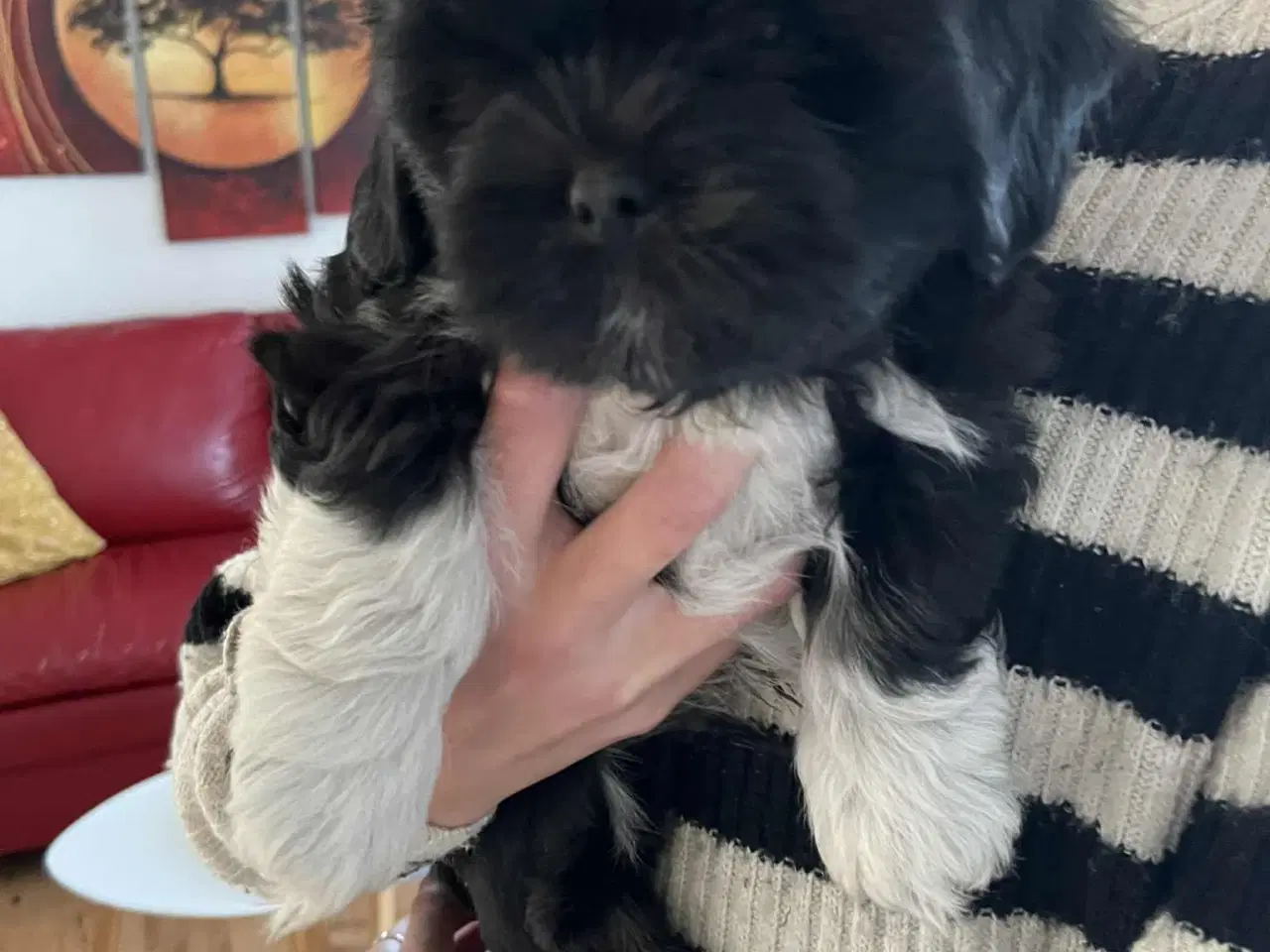 Billede 1 - Skønne Lhasa Apso hvalpe 