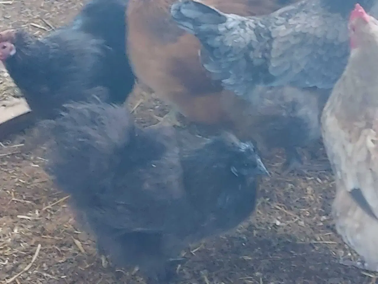 Billede 3 - Silke/dværg høns 