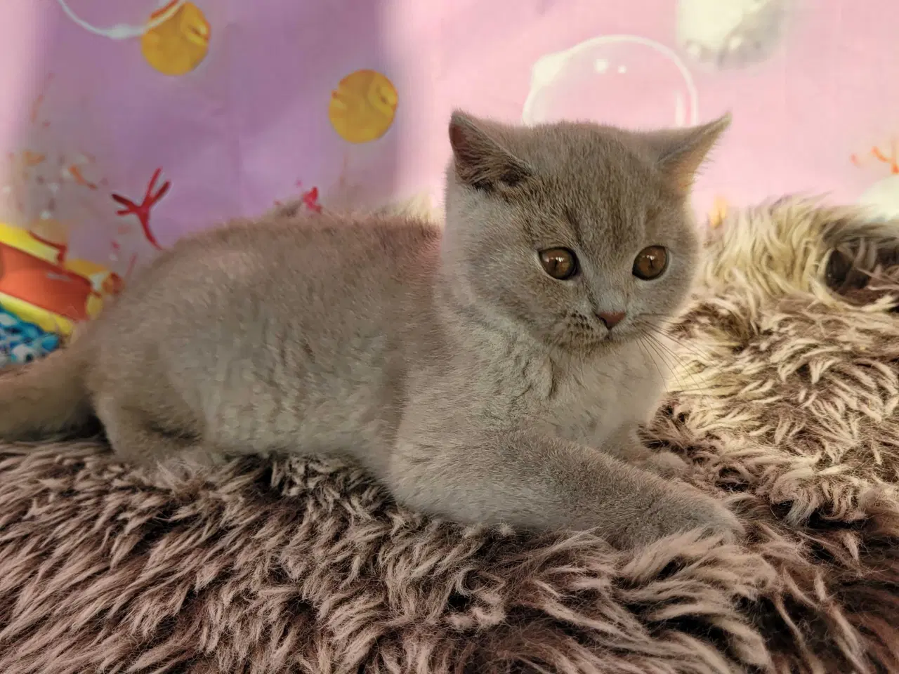 Billede 7 - Bsh hunkilling fawn