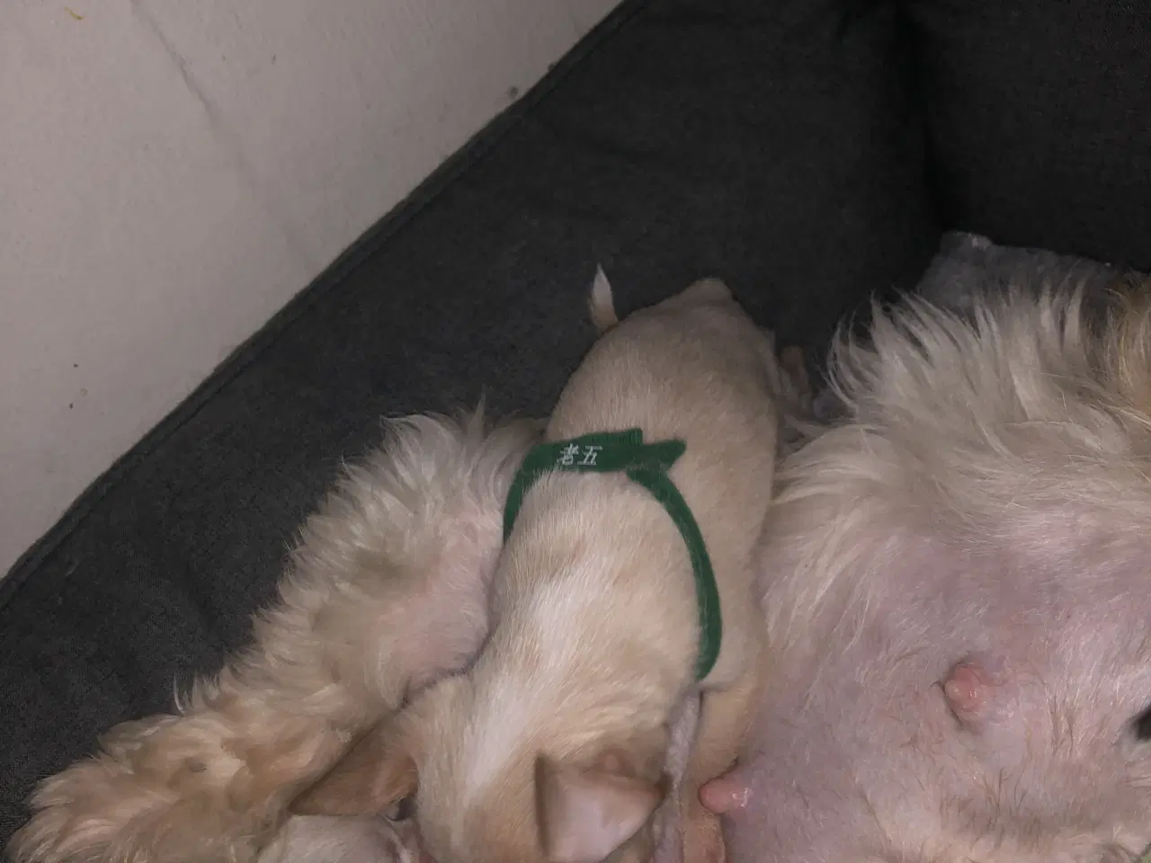 Billede 10 - 75% Chihuahua blanding dreng