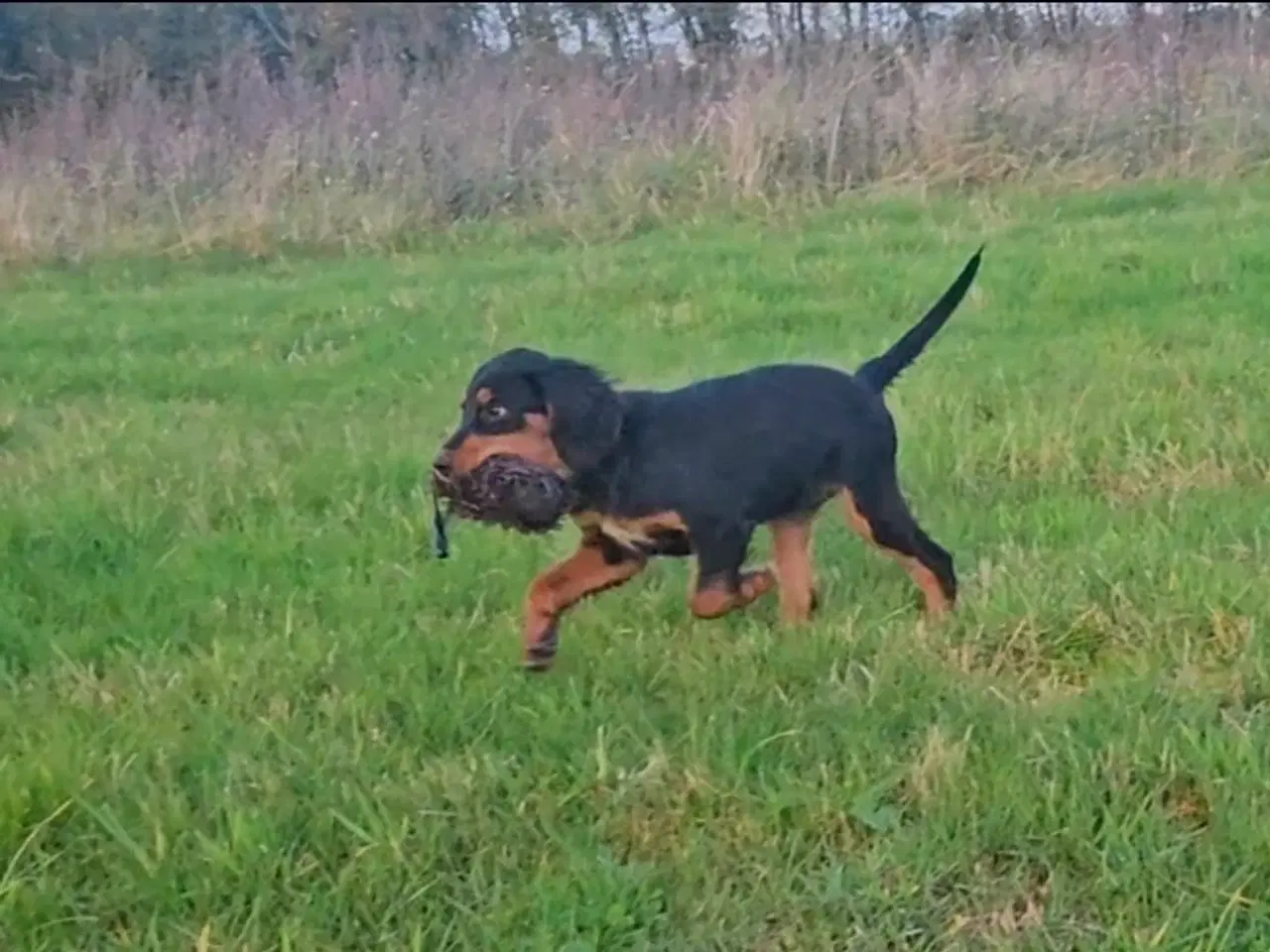Billede 3 - Gordon Setter 
