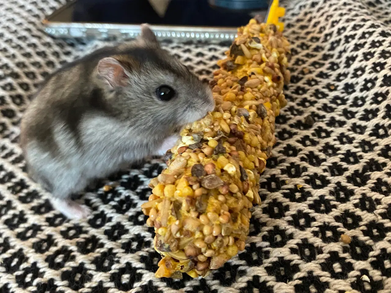 Billede 6 - Hamster + bur og diverse tilbehør sælges