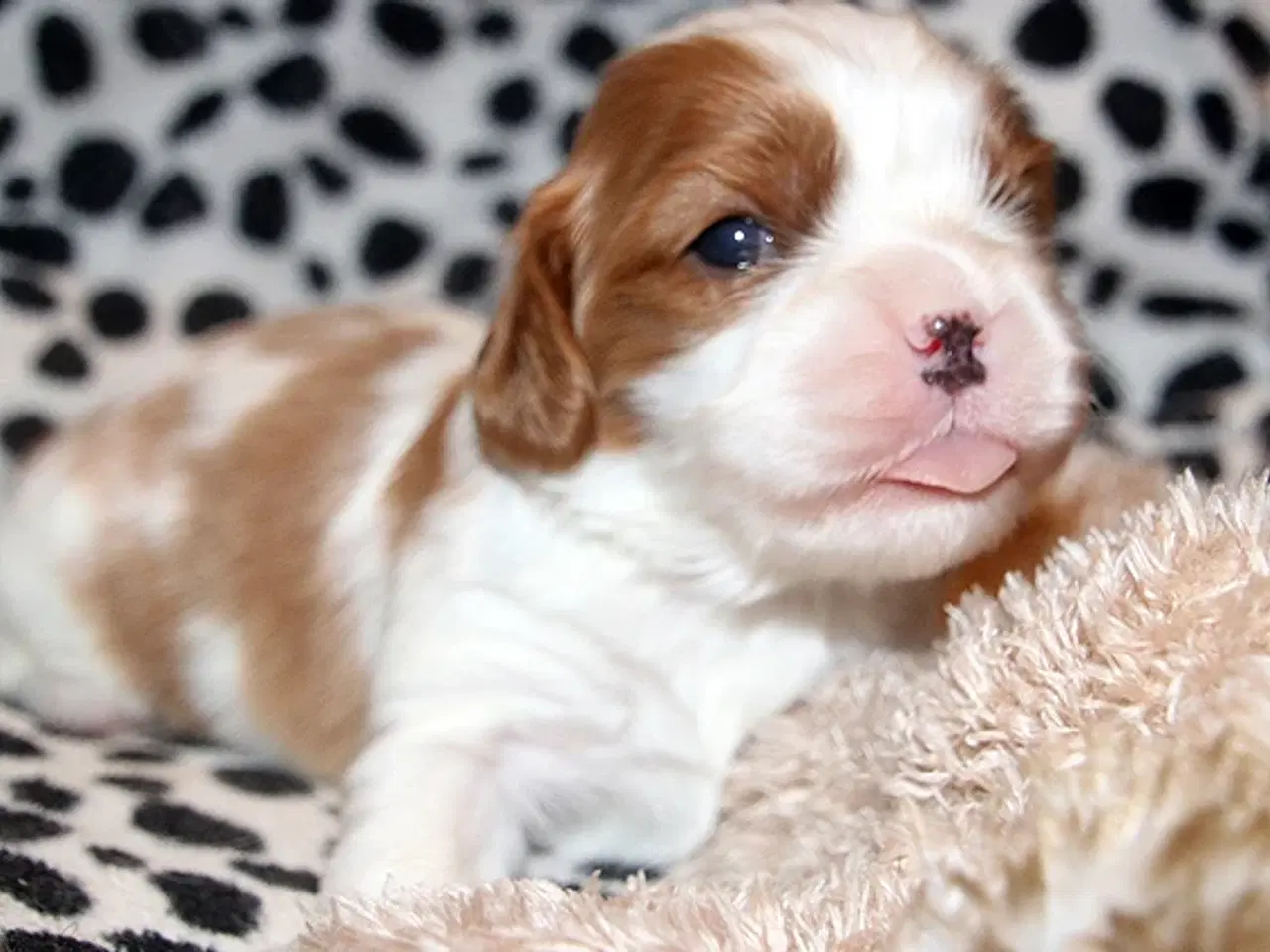 Billede 1 - Lækre cavalier drengebørn med stamtavle.