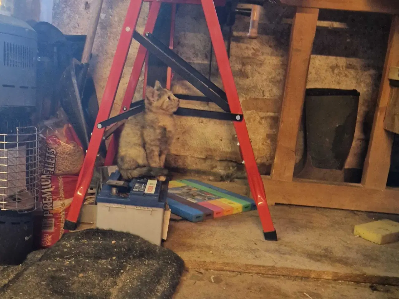 Billede 2 - Smukke killinger 