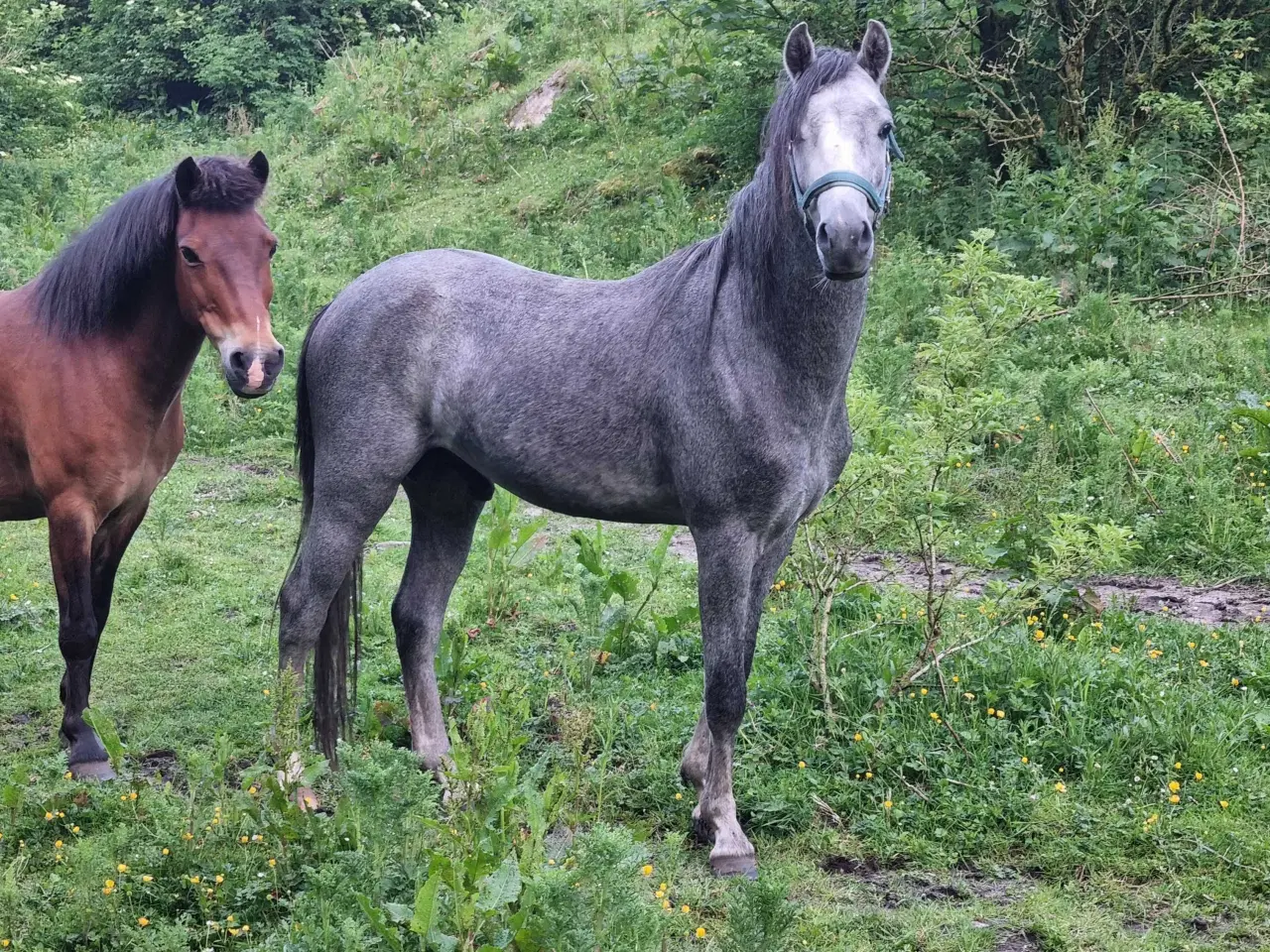 Billede 3 - 3 års welsh hingst 