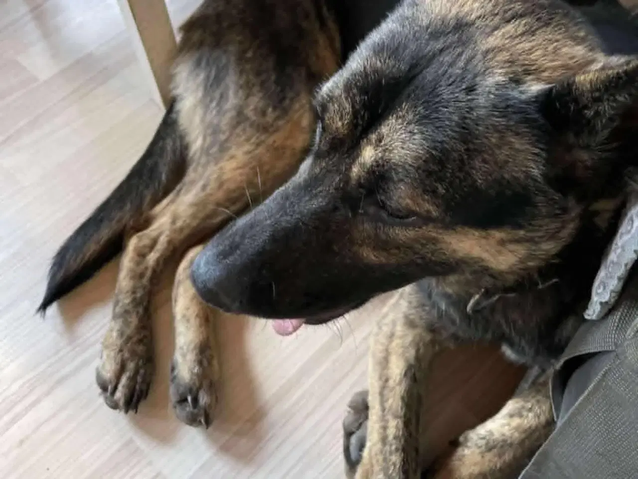 Billede 2 - Skønne Idun søger et nyt hjem