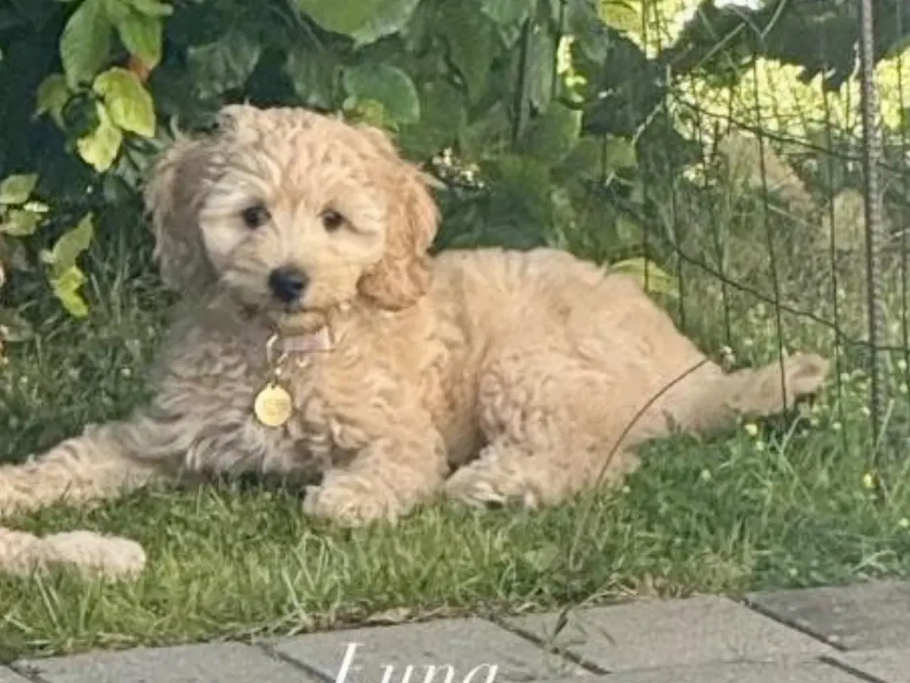 Billede 1 - Labradoodle F1bb MINI 