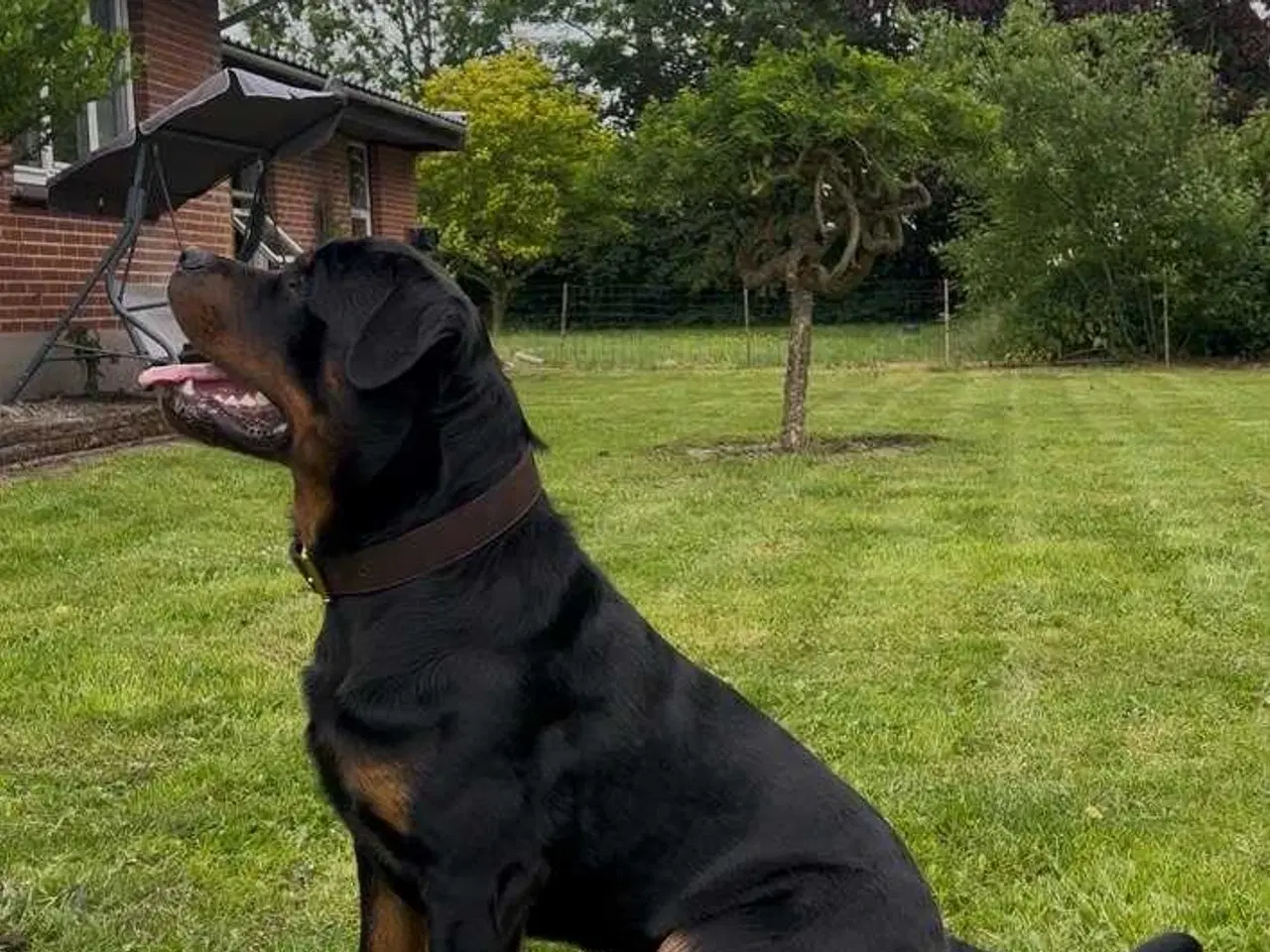 Billede 2 - Rottweiler han 