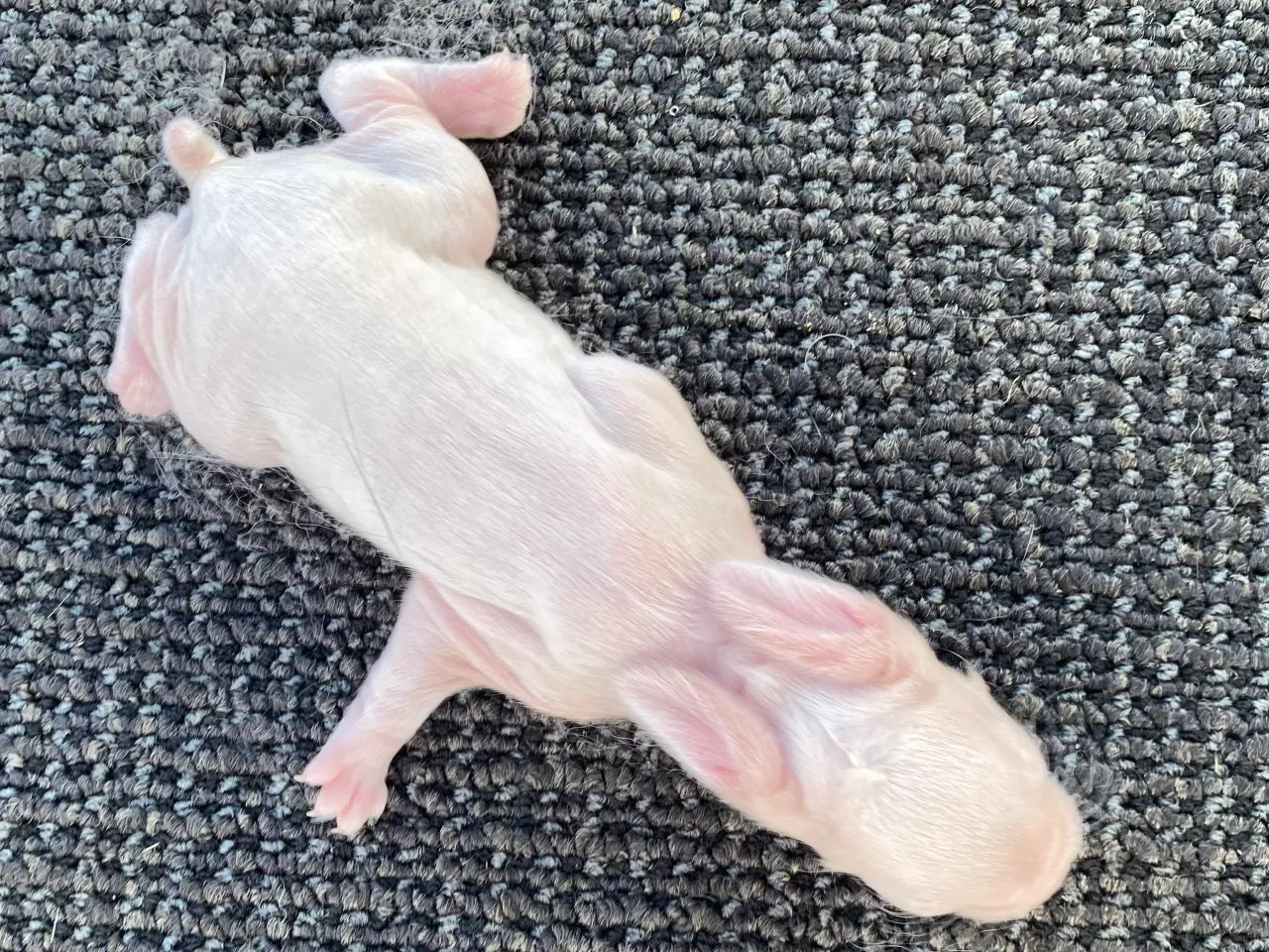 Billede 3 - FRANSK VÆDDER HAN SCHWARZGRANNEN