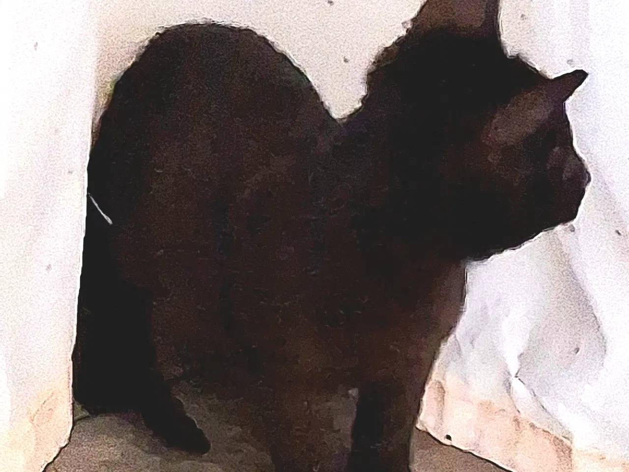 Billede 14 - Minikat killinger søger nye kærlige hjem.